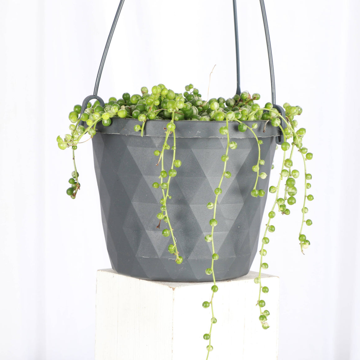 Live Plant | String of Pearls Plant - Hanging