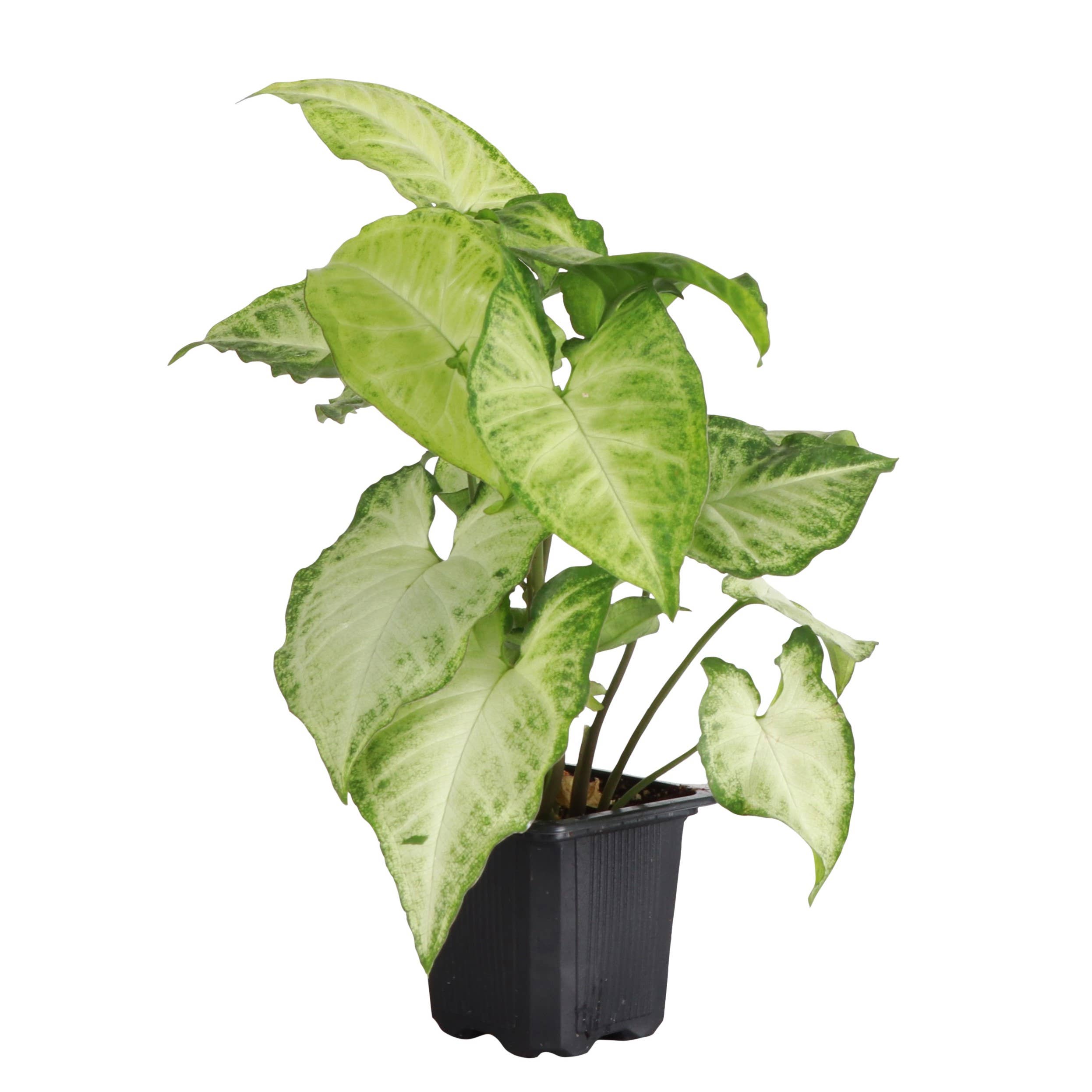 Live Plant | Asst. Butterfly Syngonium - 4" Pot