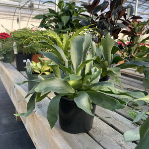 Live Plant | Staghorn Fern - 6" Pot