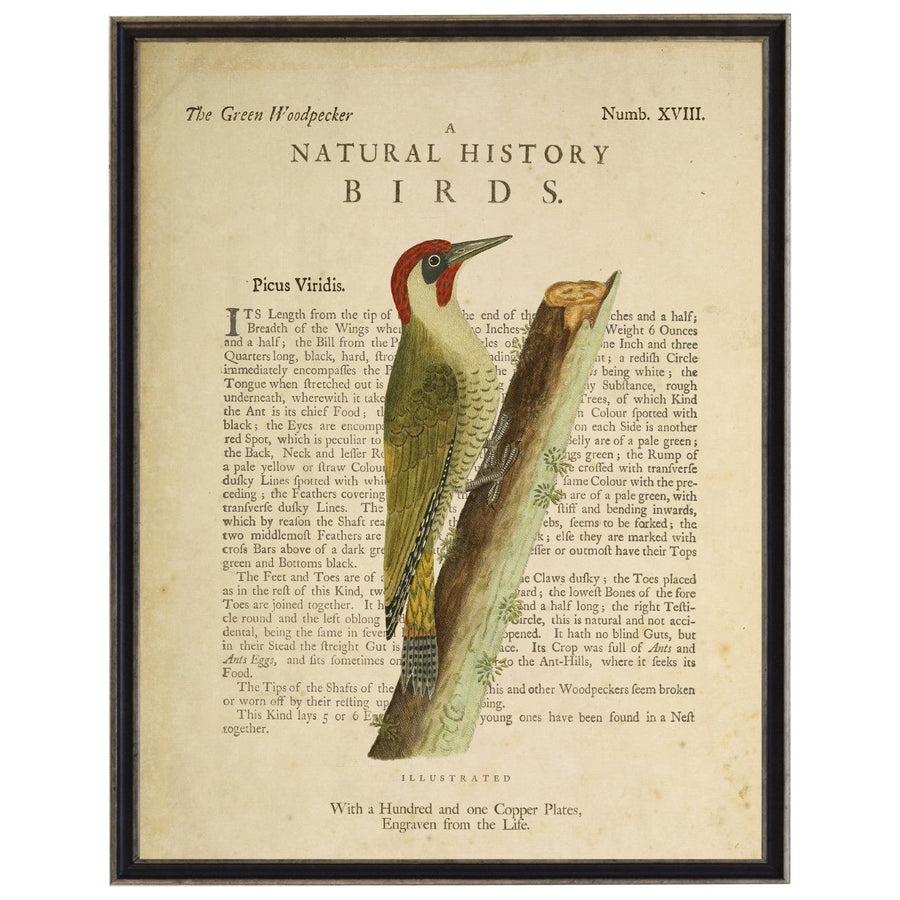 The Green Woodpecker Custom Framed Art