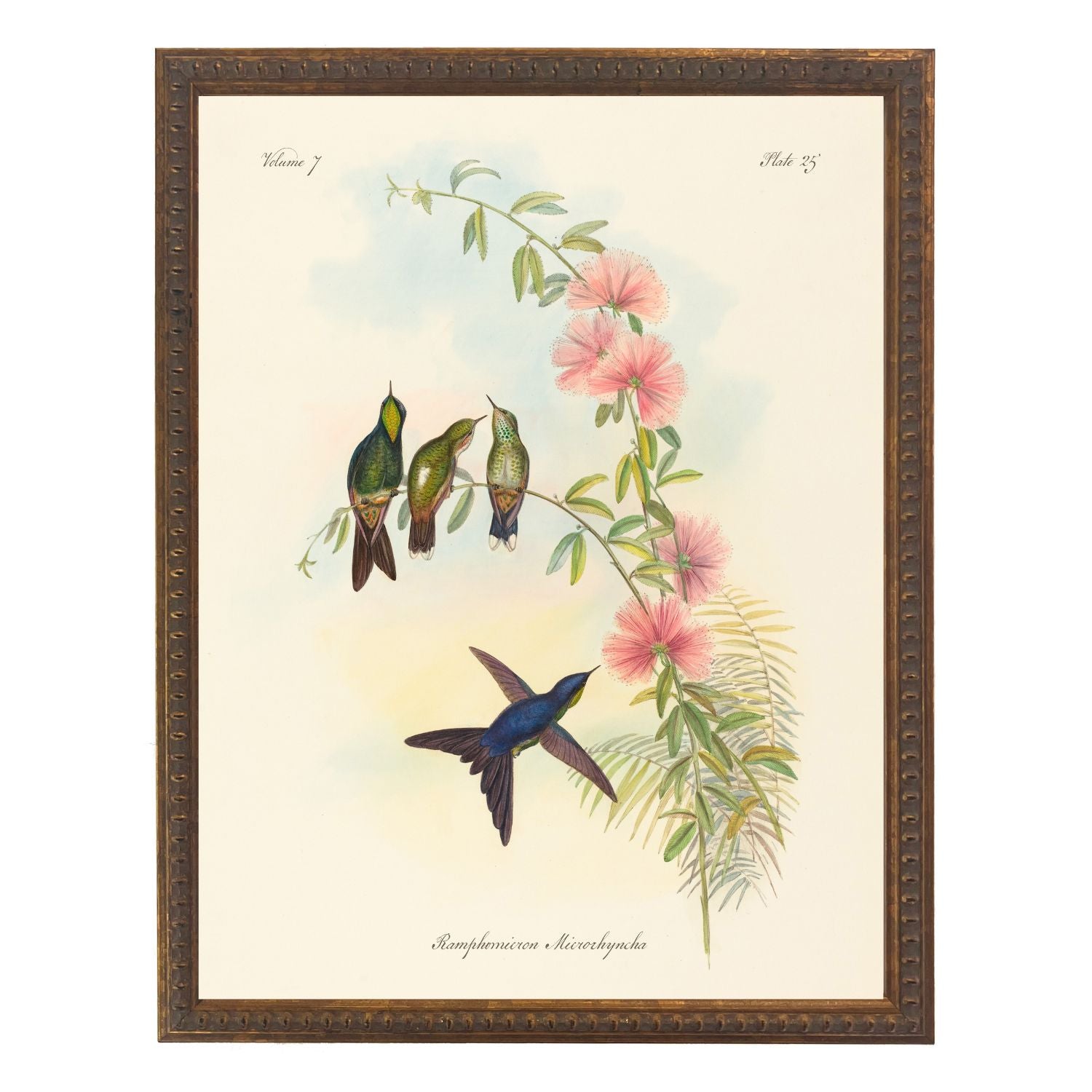 Vintage Hummingbirds Bookplate | 8" x 10"
