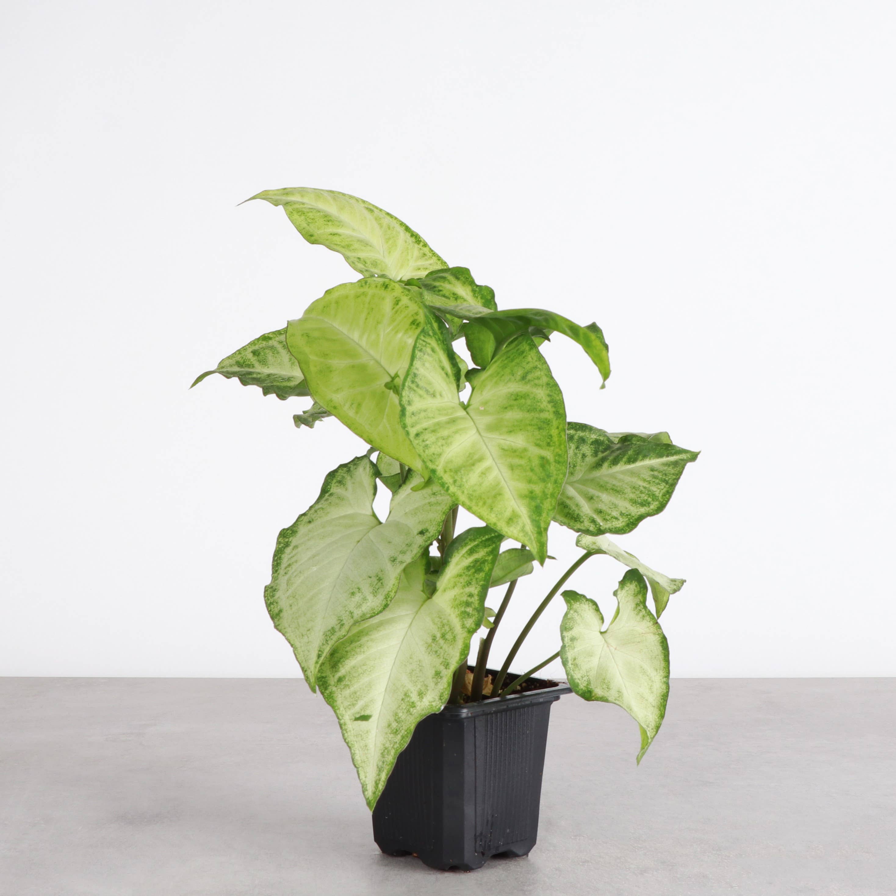 Live Plant | Asst. Butterfly Syngonium - 4" Pot
