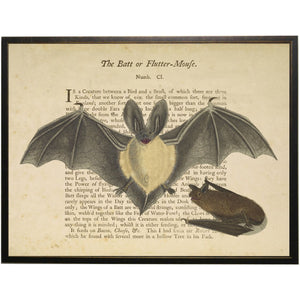 Vintage Bat Bookplate