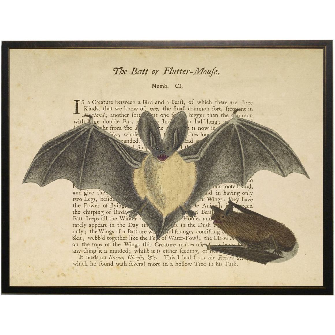 Vintage Bat Bookplate