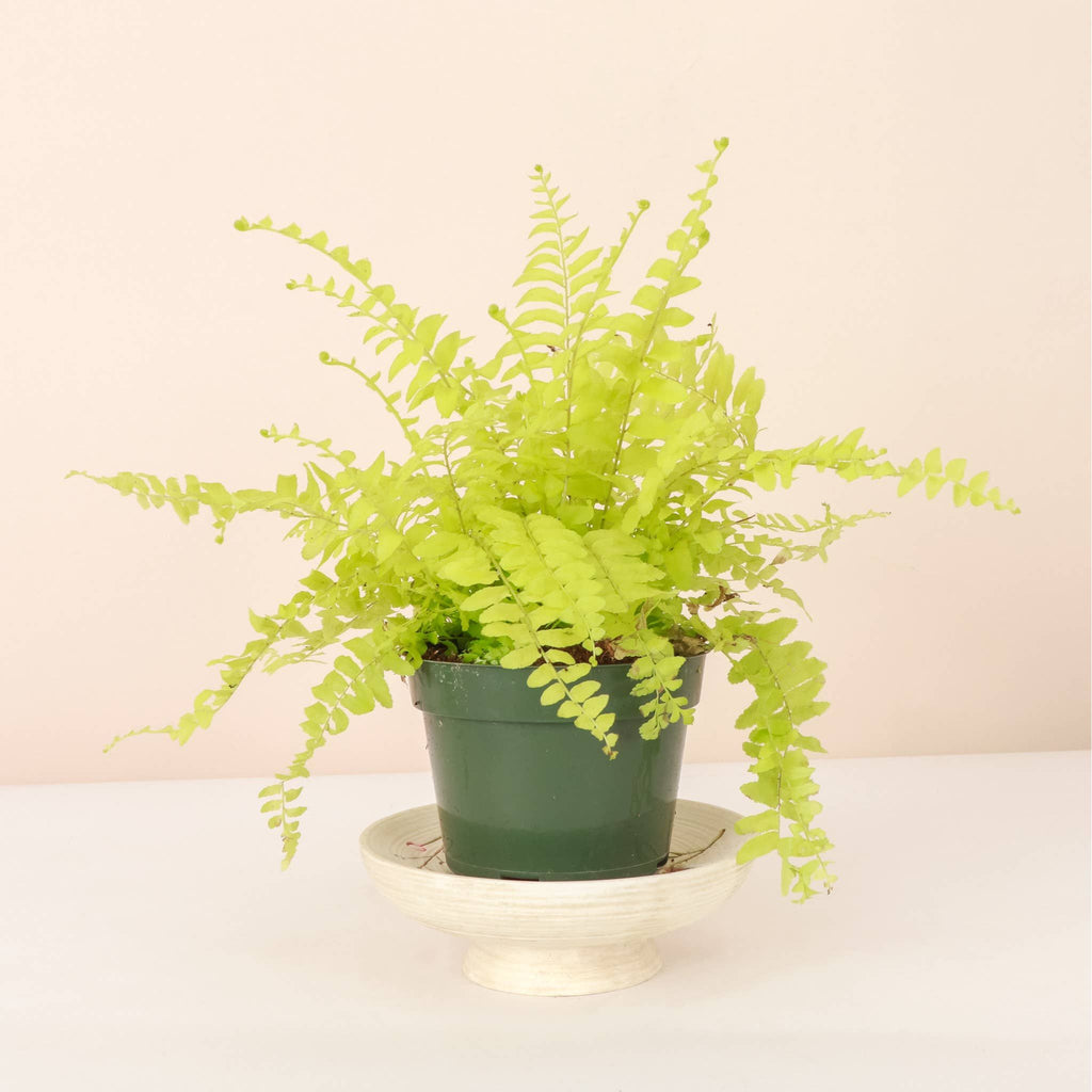 Live Plant | Rita's Gold Boston Fern - 4" Pot
