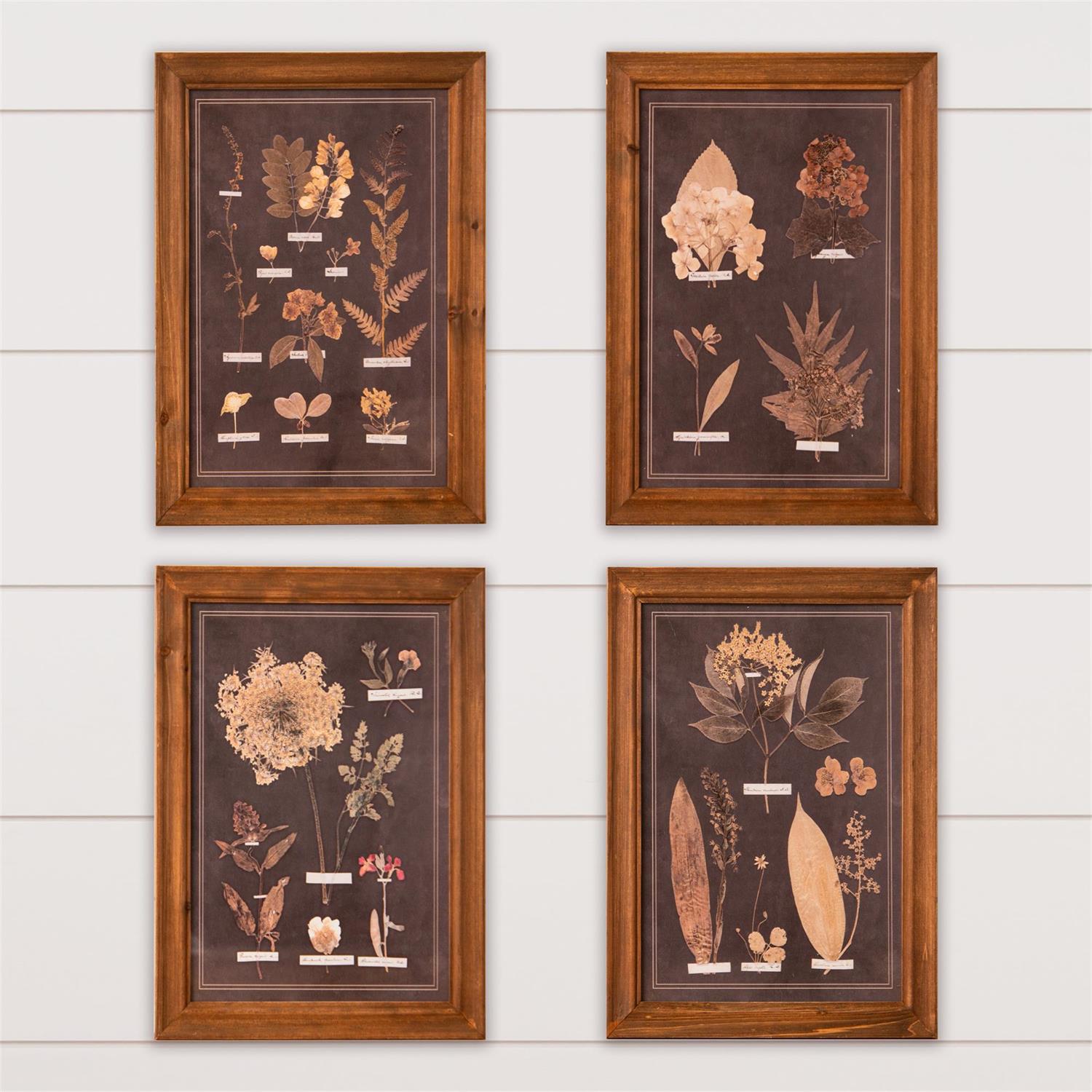 Botany Leaf Framed Print