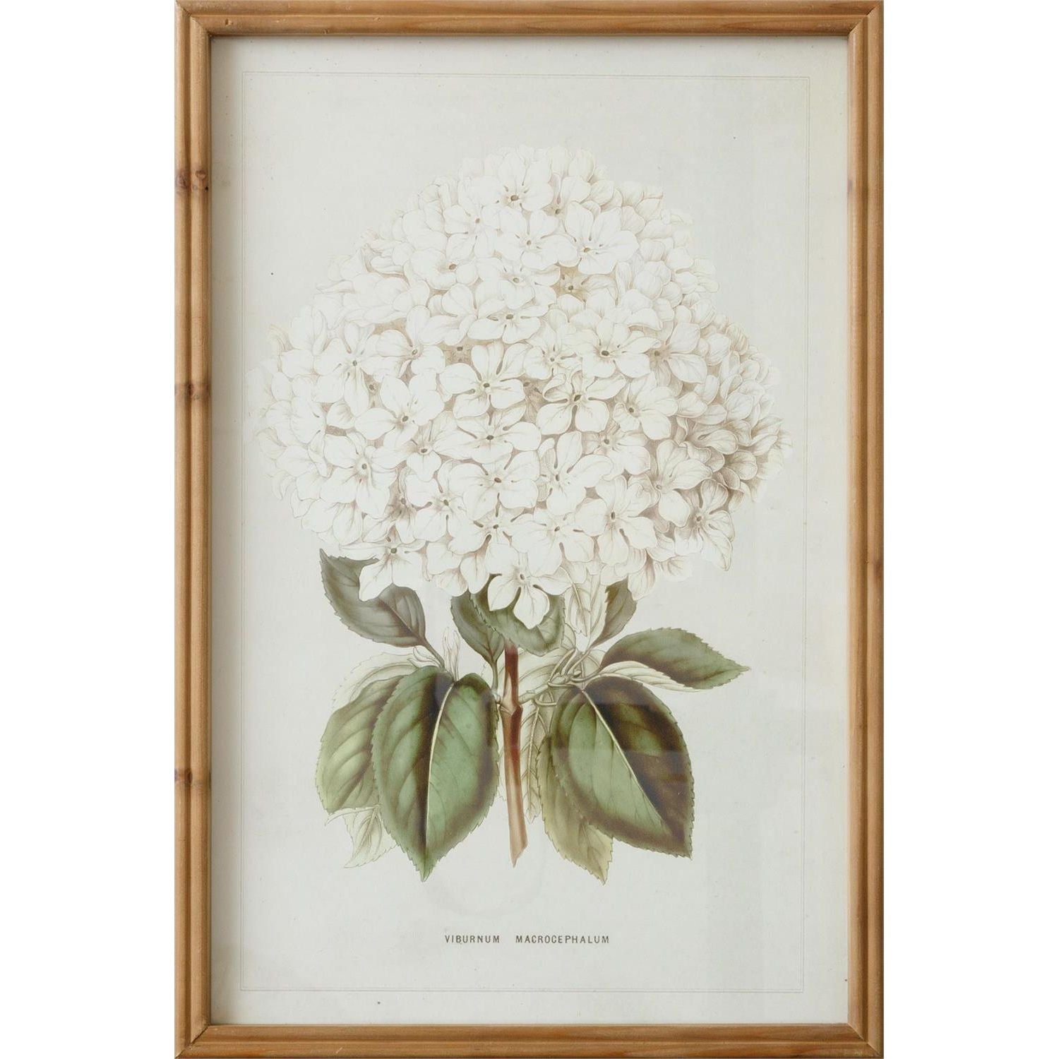 White Hydrangea Framed Print