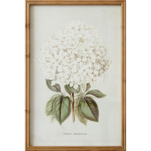 White Hydrangea Framed Print
