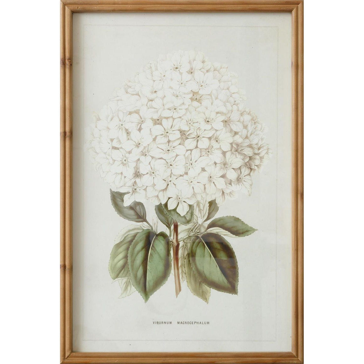 White Hydrangea Framed Print