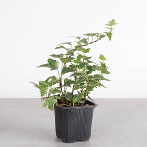 Live Plant | English Ivy - 4" Pot