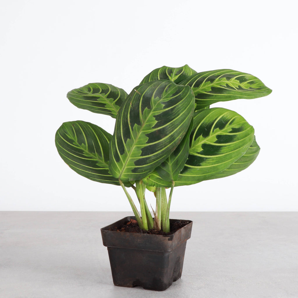 Live Plant Lemon Lime Prayer Plant -  4" Pot