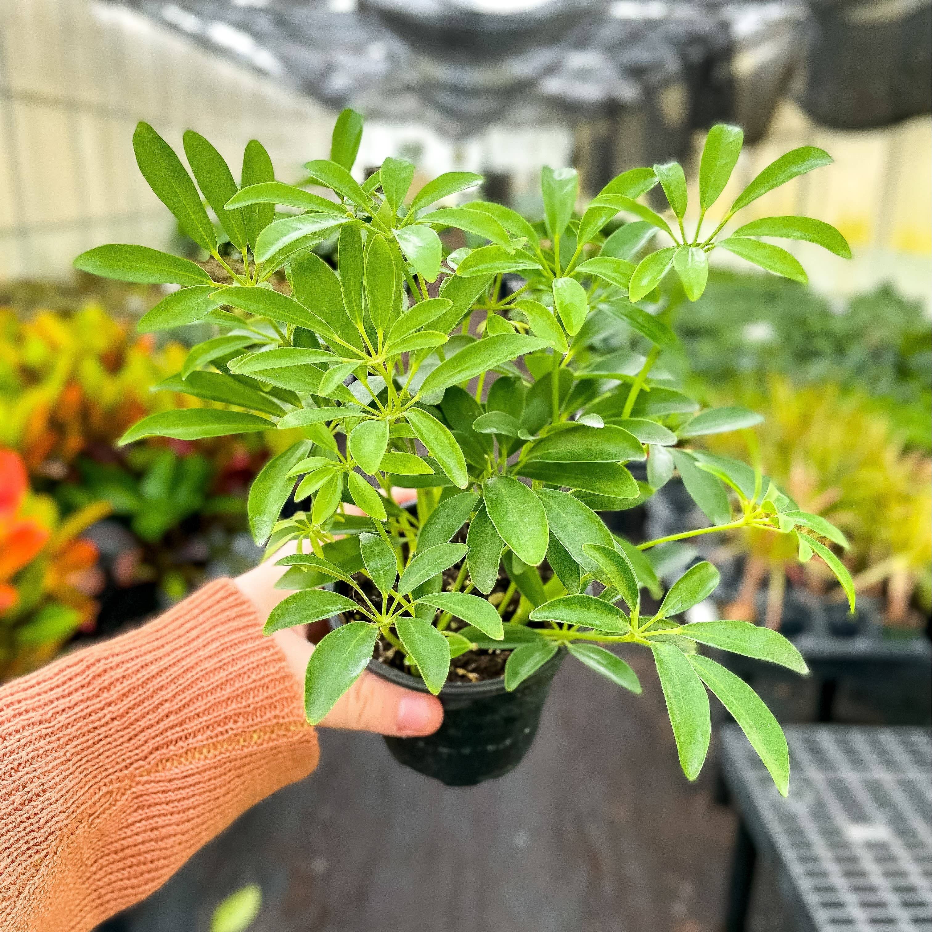 Live Plant | Umbrella Tree - 3
