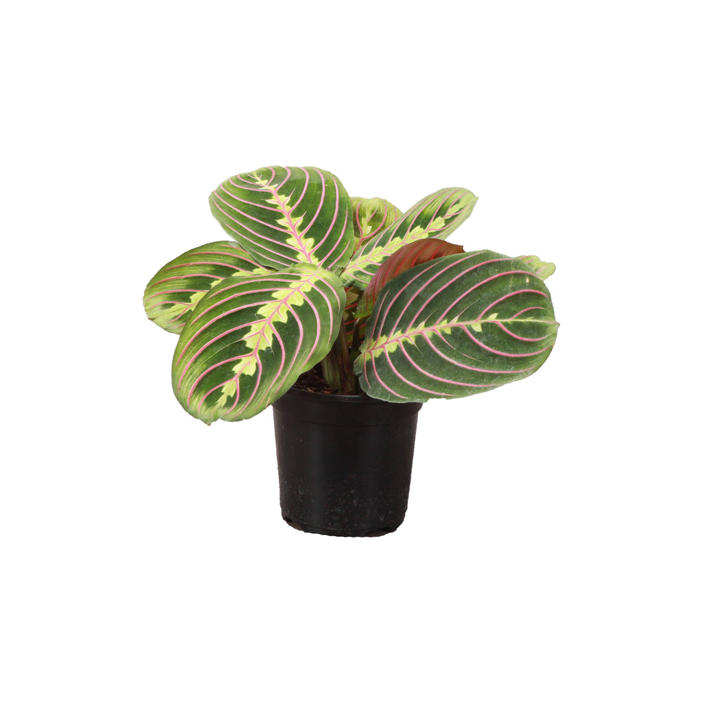 Live Plant | Red Prayer Plant -  4" Pot