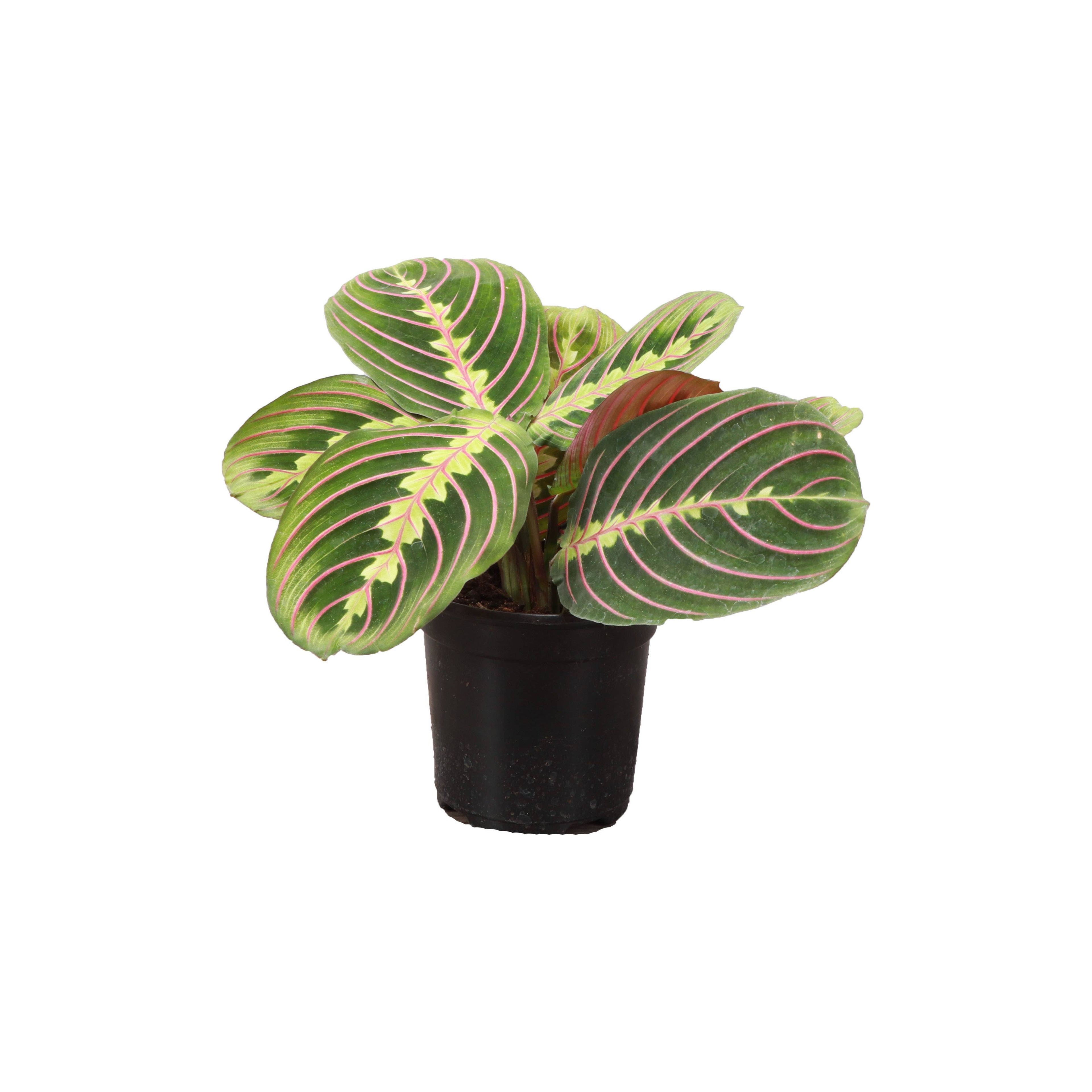 Live Plant | Red Prayer Plant -  4" Pot