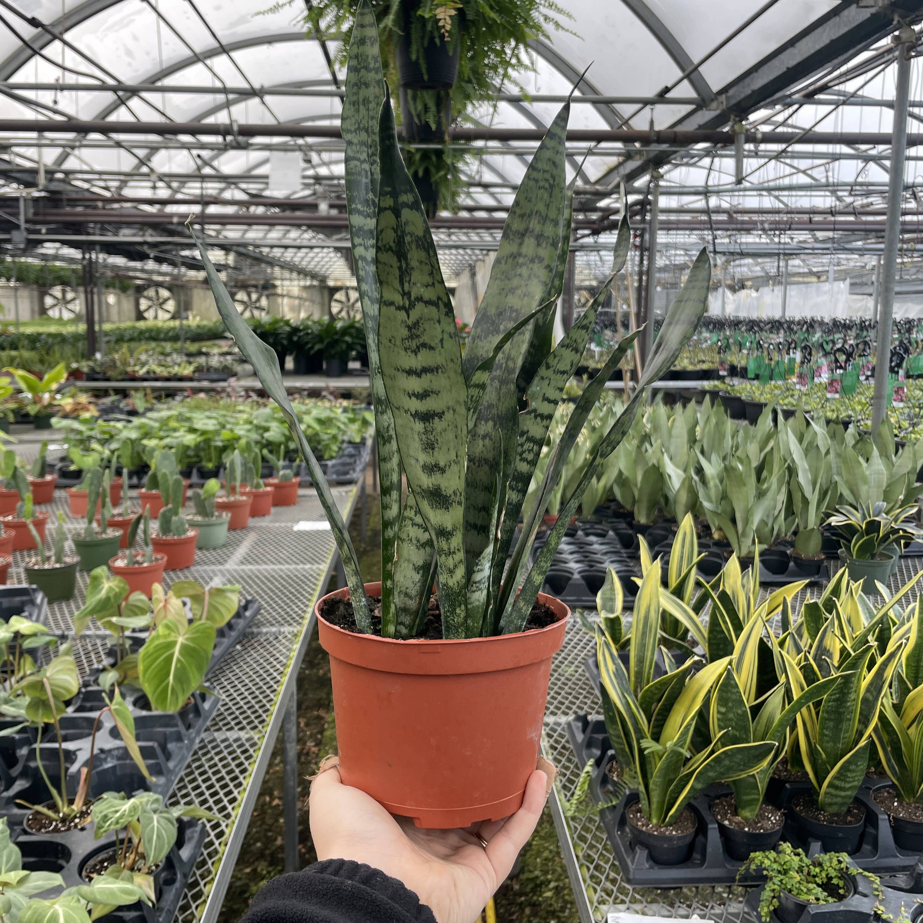 Live Plant | Snake Plant 'Zeylancia - 3" Pot