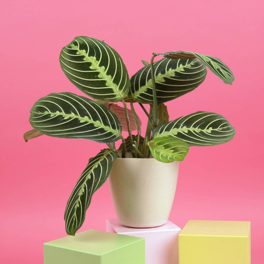 Live Plant Lemon Lime Prayer Plant -  4" Pot