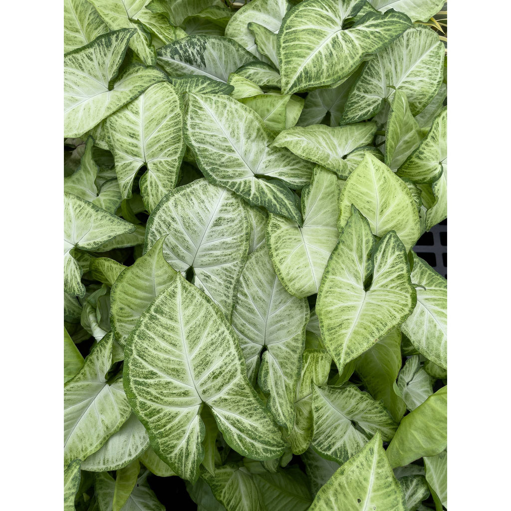 Live Plant | Asst. Butterfly Syngonium - 3" Pot