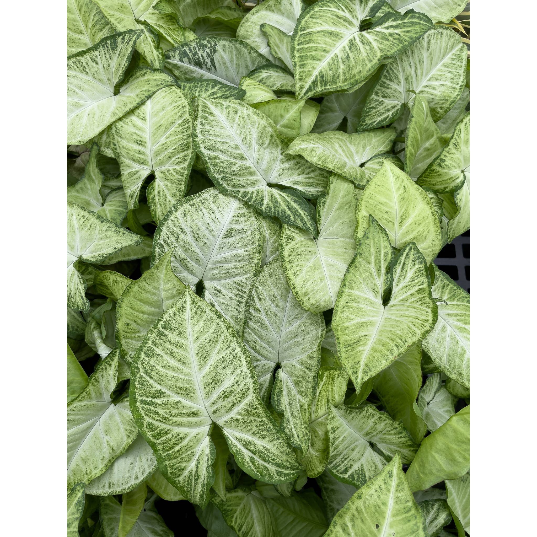 Live Plant | Asst. Butterfly Syngonium - 3" Pot