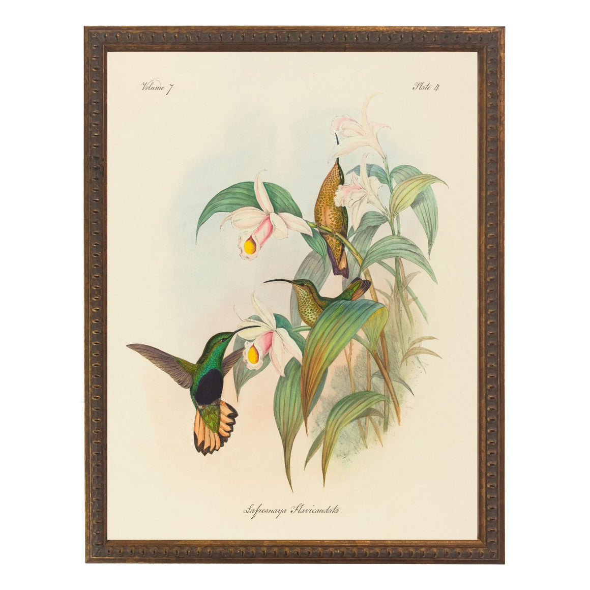 Vintage Hummingbirds Bookplate | 16" x 20"