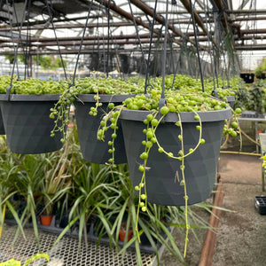 Live Plant | String of Pearls Plant - Hanging