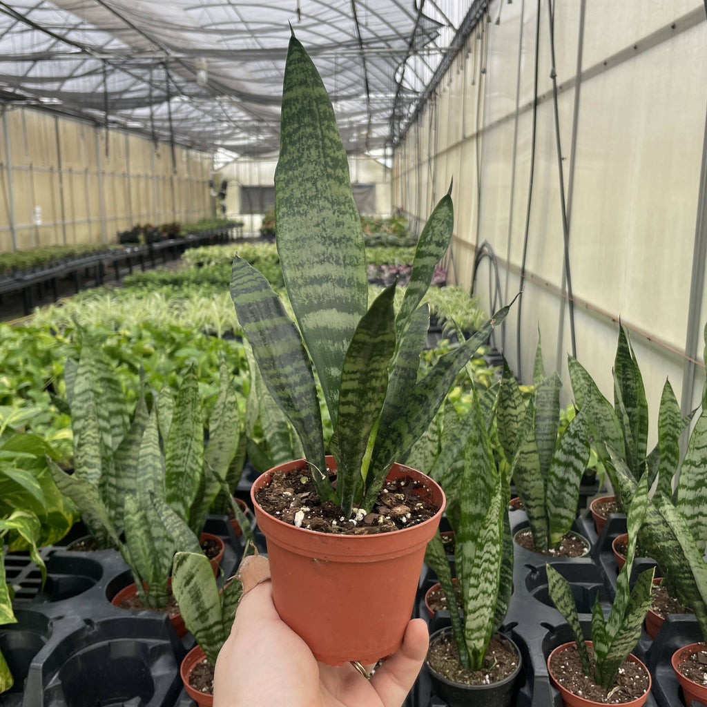 Live Plant | Snake Plant 'Zeylancia - 4" Pot