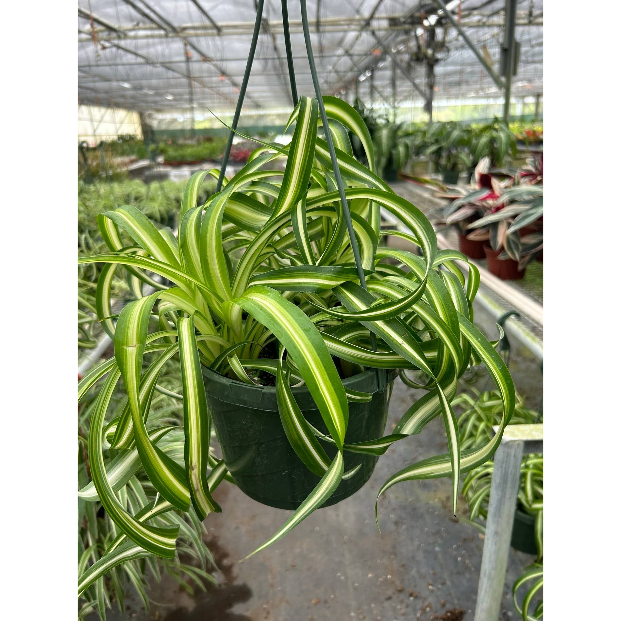 Live Plant | Spider Plant 'Bonnie' " 8" Pot - Moss & Embers Home Decorum