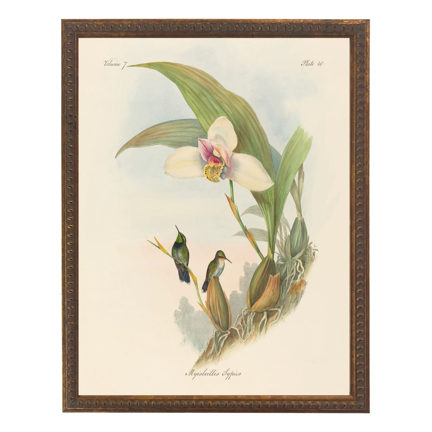 Vintage Hummingbirds Bookplate | 8" x 10"