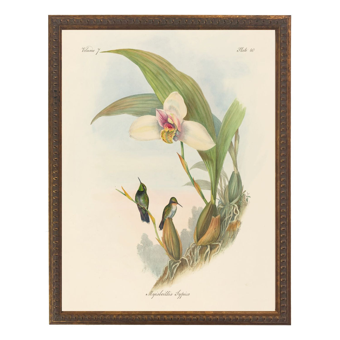Vintage Hummingbirds Bookplate | 8" x 10"