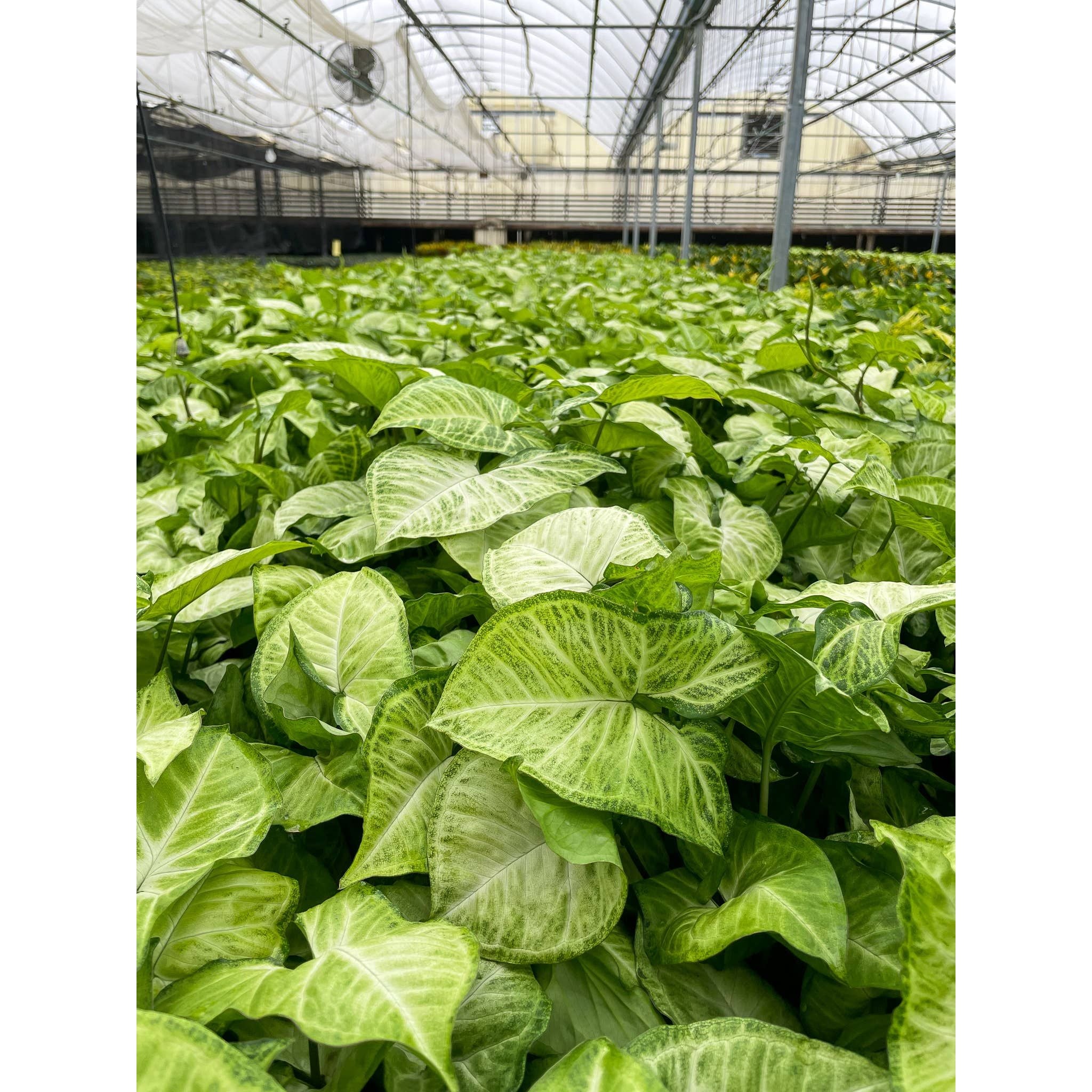 Live Plant | Asst. Butterfly Syngonium - 3" Pot