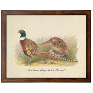 Vintage Pheasant Illustration