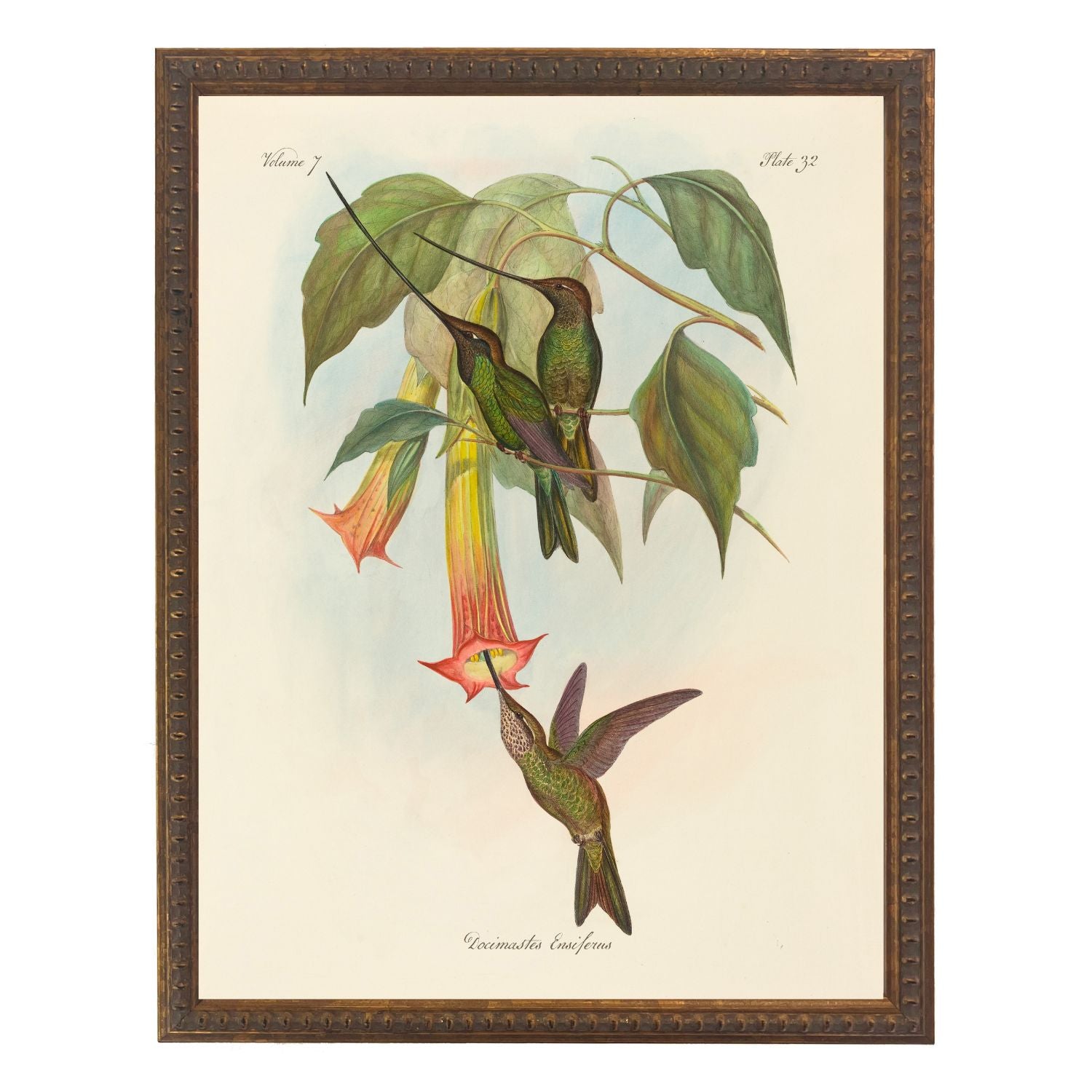 Vintage Hummingbirds Bookplate | 8" x 10"