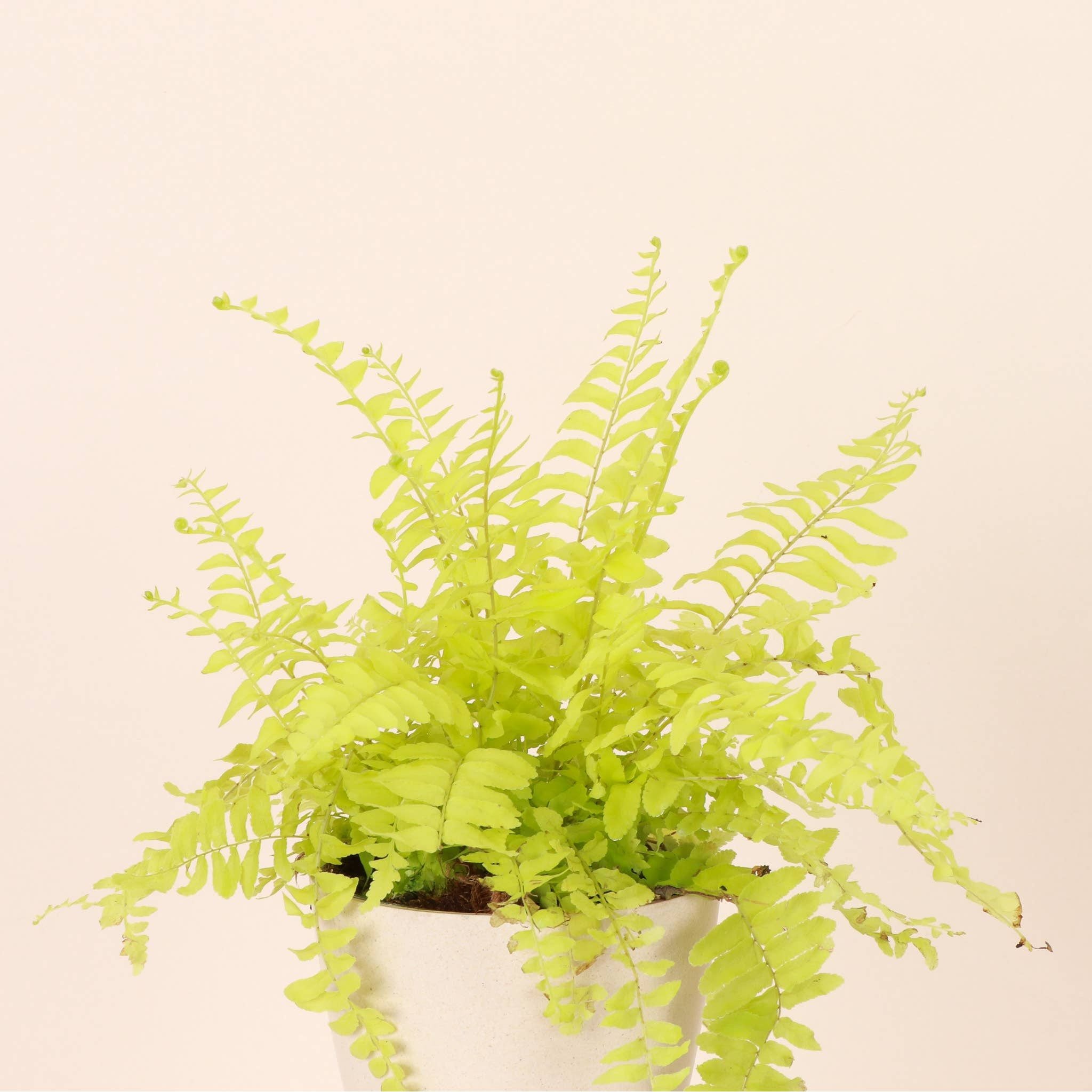 Live Plant | Rita's Gold Boston Fern - 4" Pot