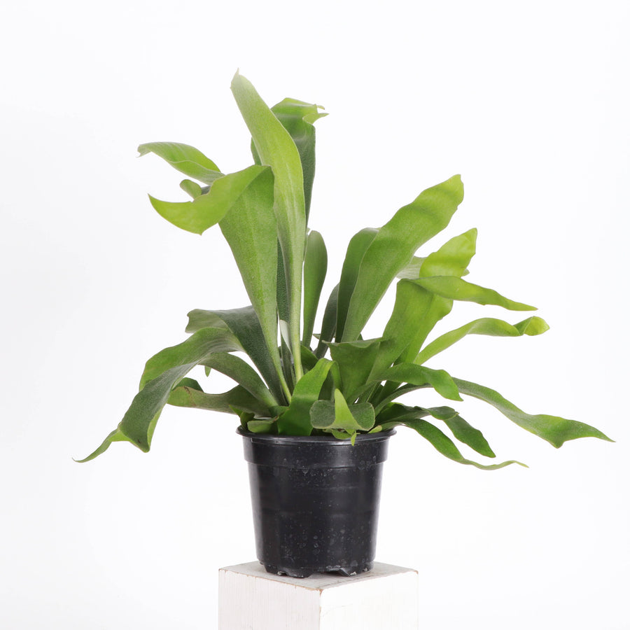 Live Plant | Staghorn Fern - 6" Pot