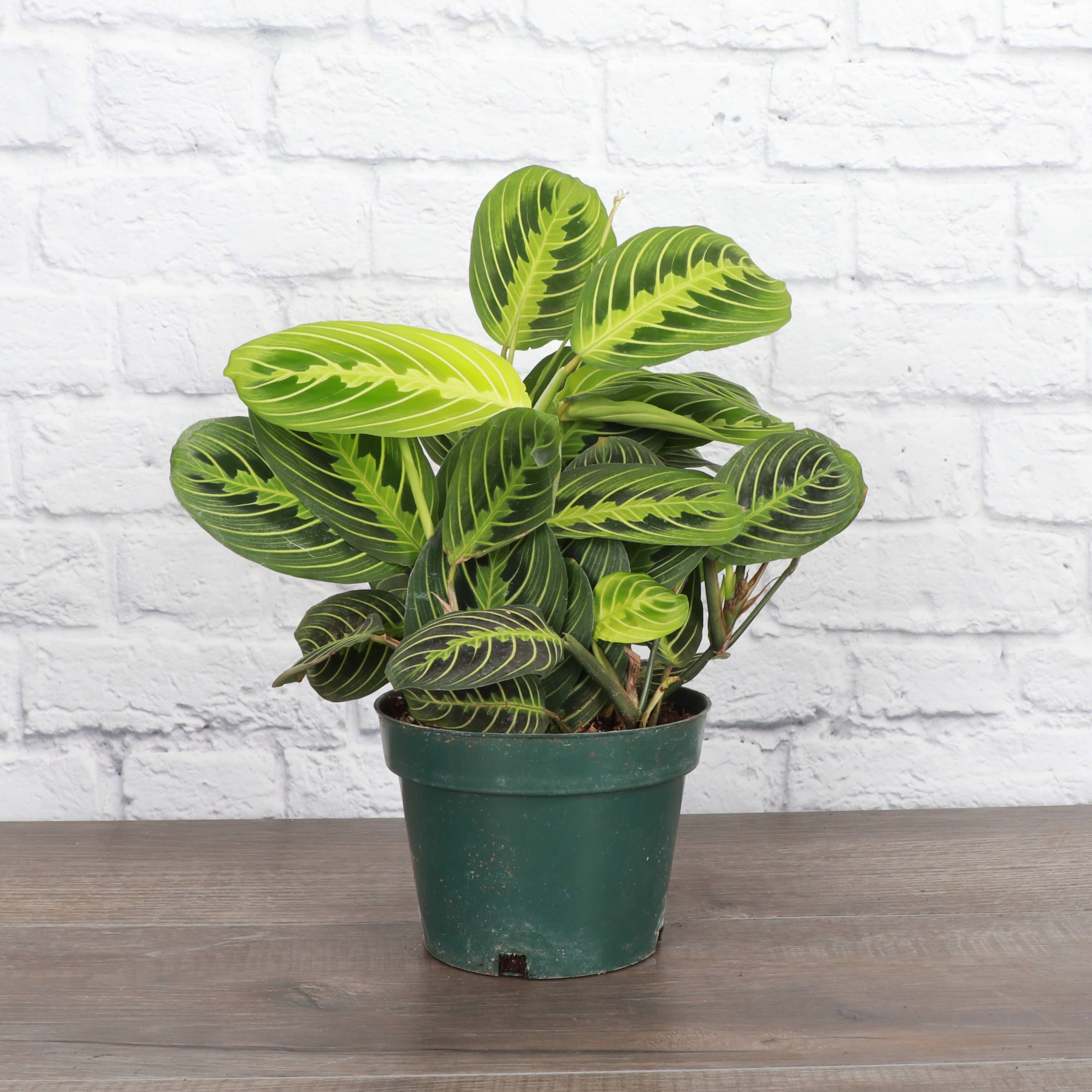 Live Plant Lemon Lime Prayer Plant -  4" Pot