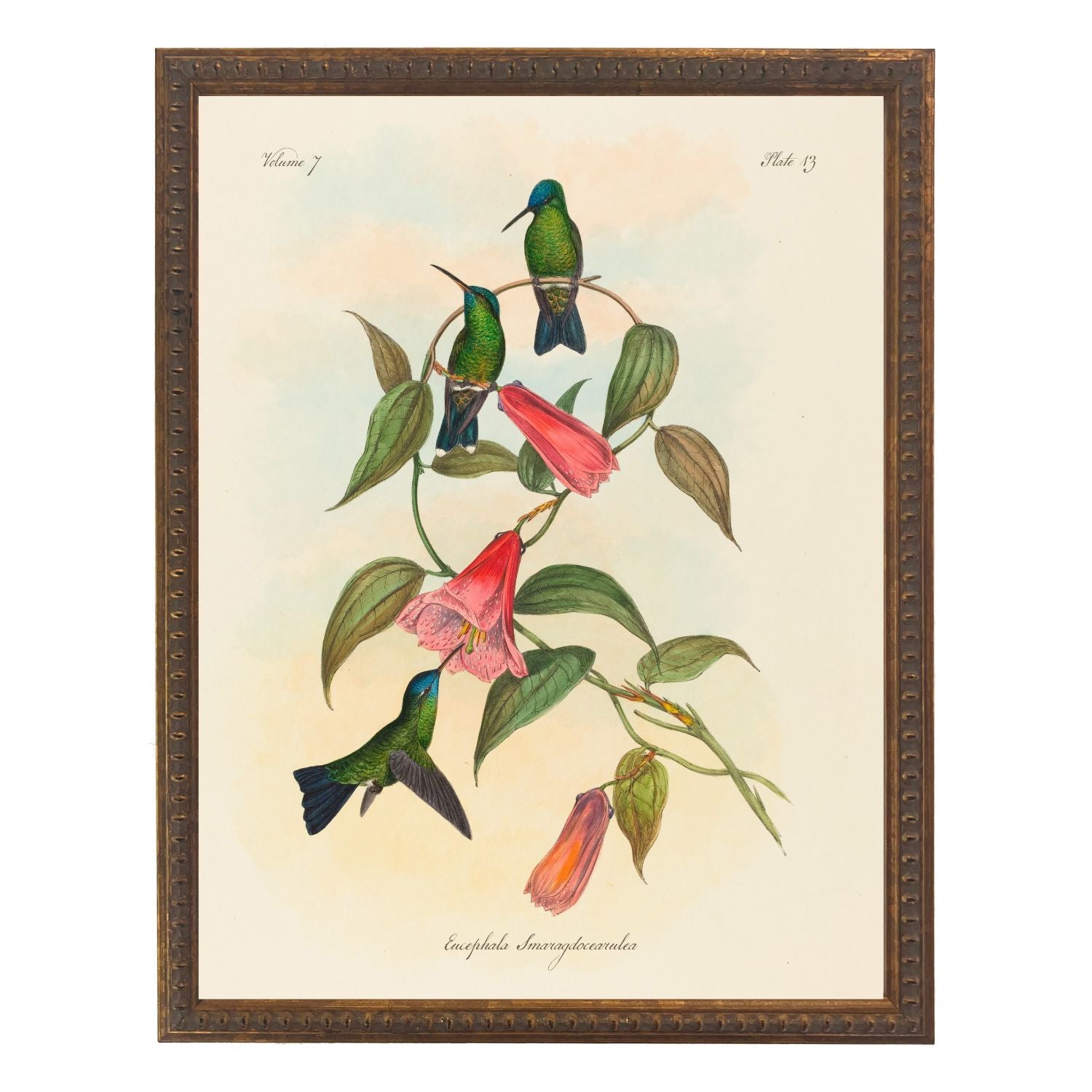 Vintage Hummingbirds Bookplate | 16" x 20"