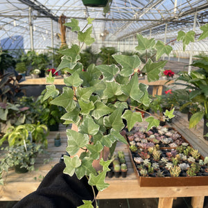Live Plant | English Ivy - 4" Pot