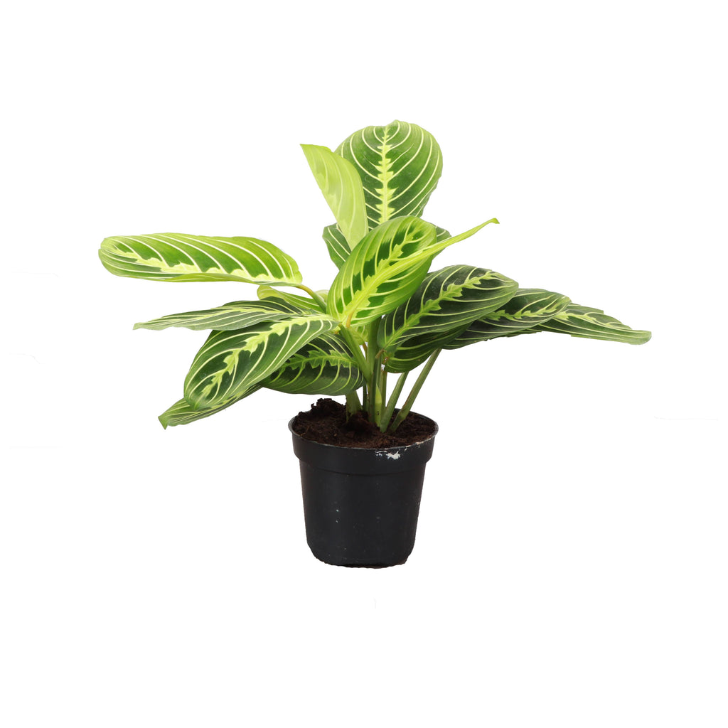 Live Plant Lemon Lime Prayer Plant -  4" Pot