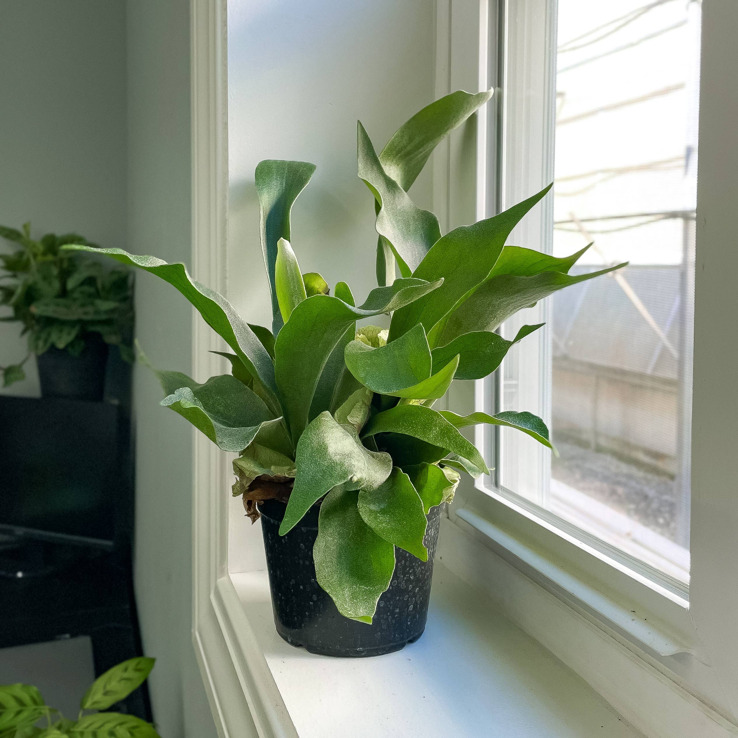 Live Plant | Staghorn Fern - 6" Pot