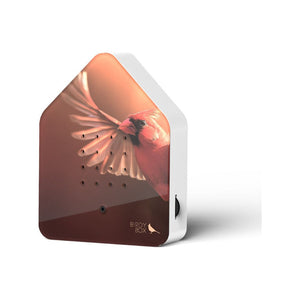 BirdyBox | Red Cardinal