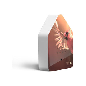 BirdyBox | Red Cardinal