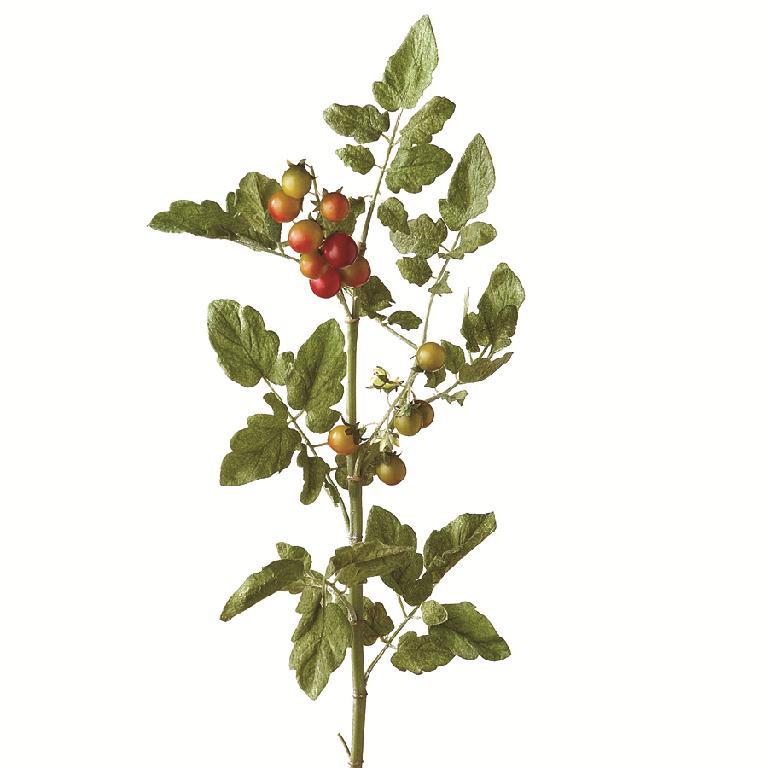 Real Touch Tomato Spray