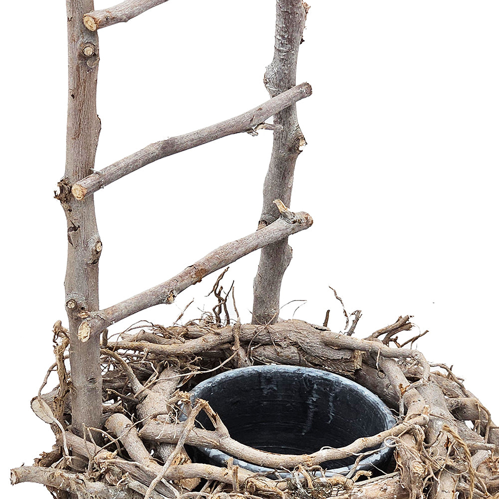 Bird Nest Planter