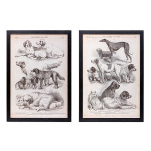 Canine Species Sepia Print