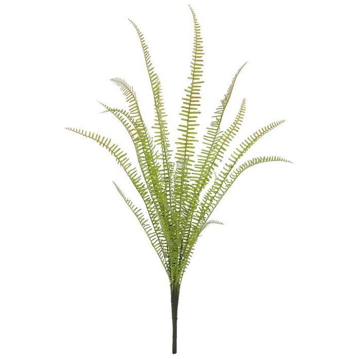 Narrow Fern Cluster