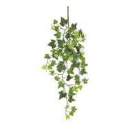 English Ivy Vine
