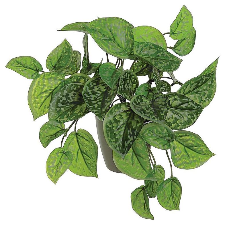 Ghost Leaf Potted Plant