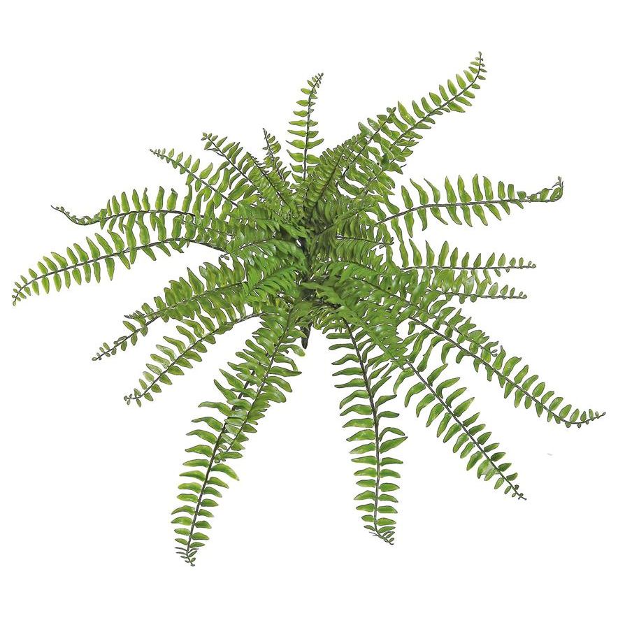 Boston Fern Pick