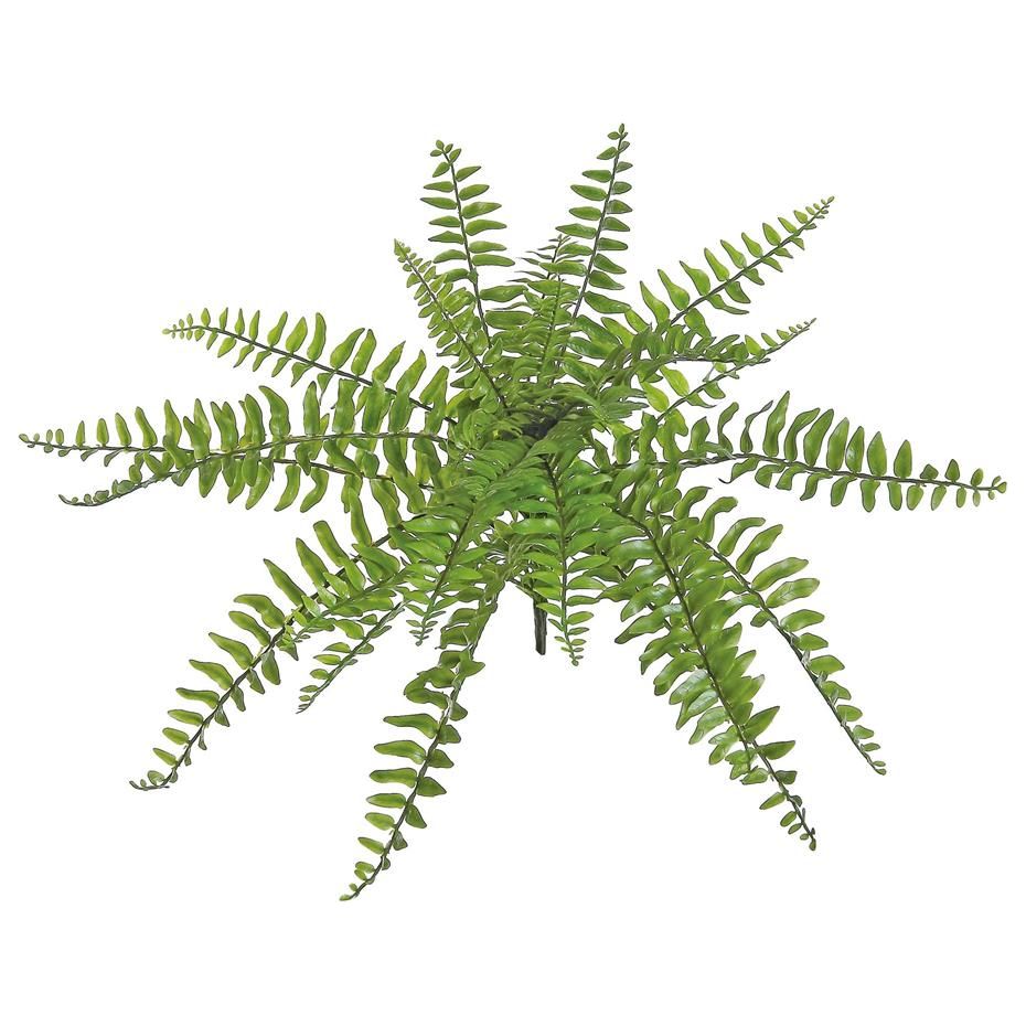 Boston Fern Pick