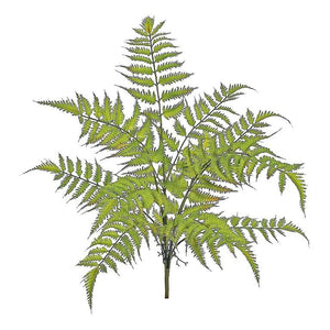 Forest Fern