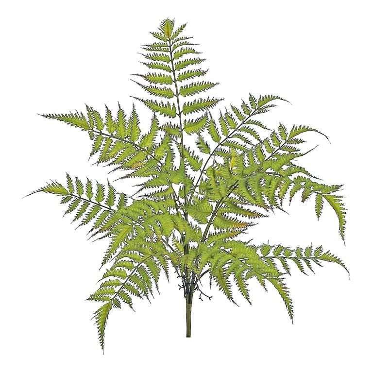 Forest Fern